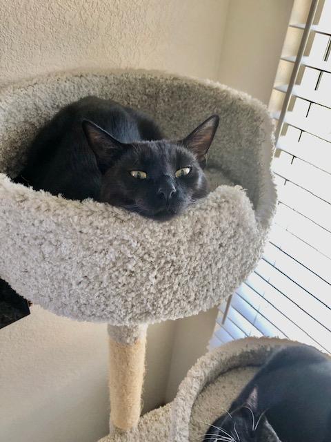 Lincoln INDOOR ONLY, a Adoptable mixed breed in Stockton, CA image 5/6