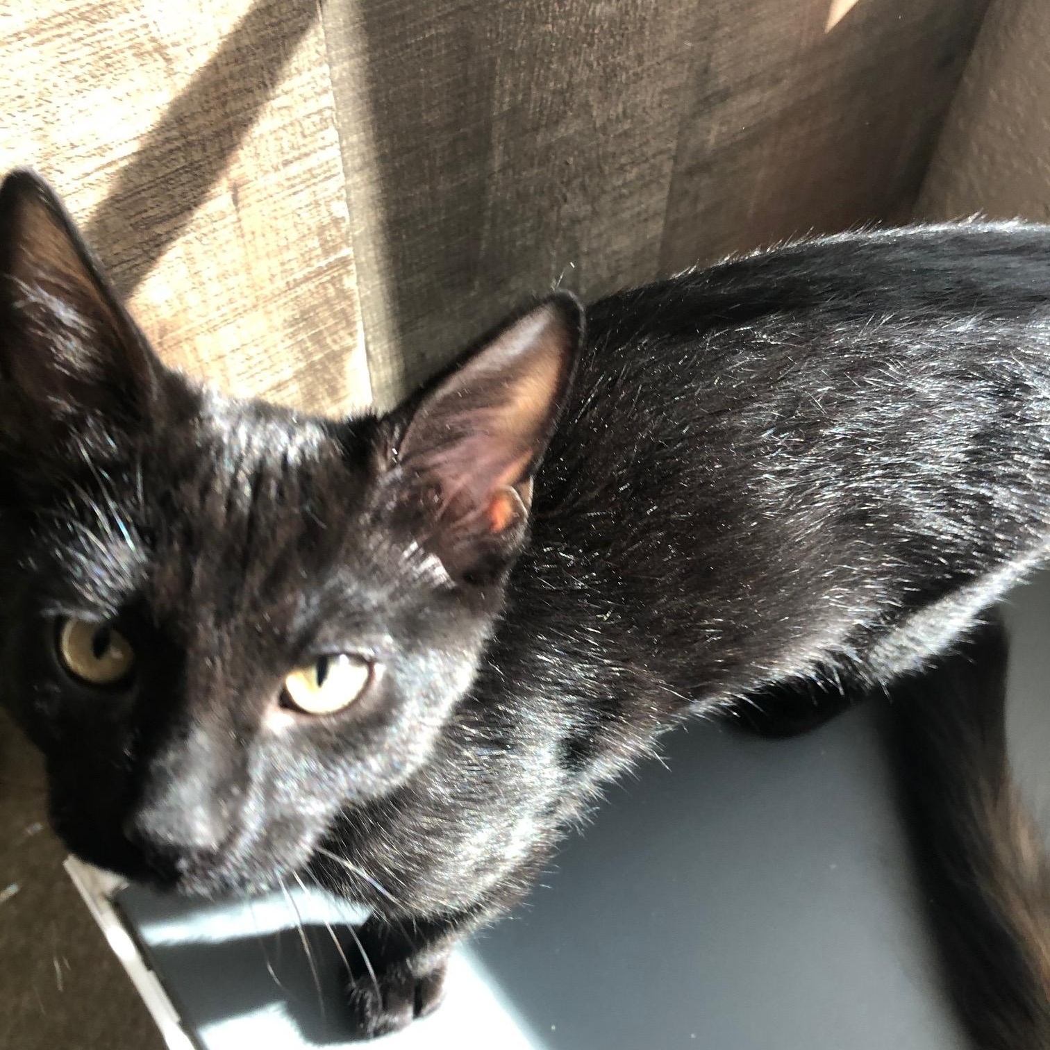 Lincoln INDOOR ONLY, a Adoptable mixed breed in Stockton, CA image 6/6