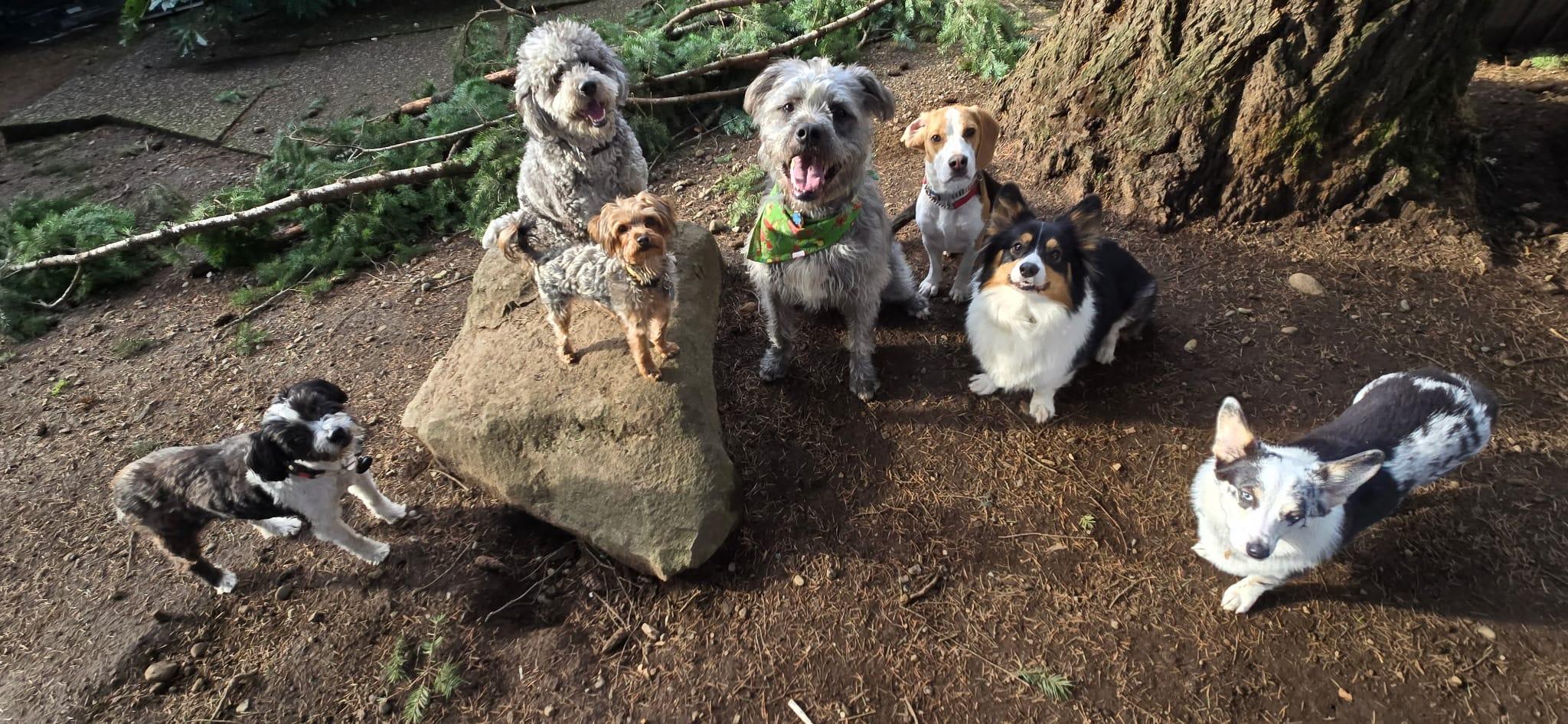 Porter, an adoptable mixed breed in Vancouver, WA image 2/6