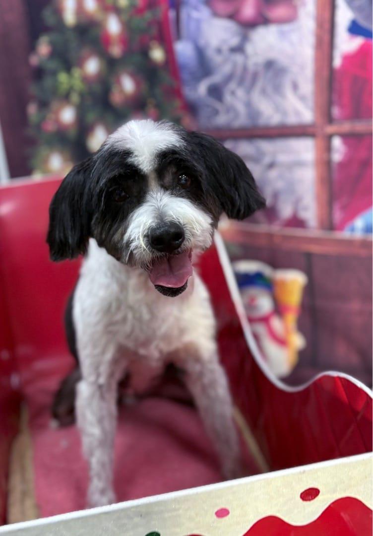 Porter, ADOPTABLE, Senior Male Wire Fox Terrier & Cavapoo.
