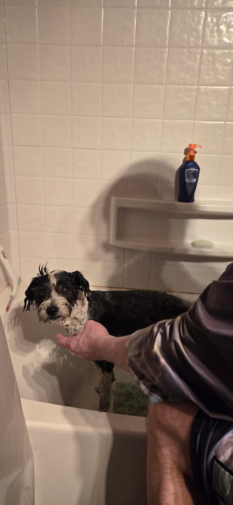 Porter, an adoptable mixed breed in Vancouver, WA image 3/6