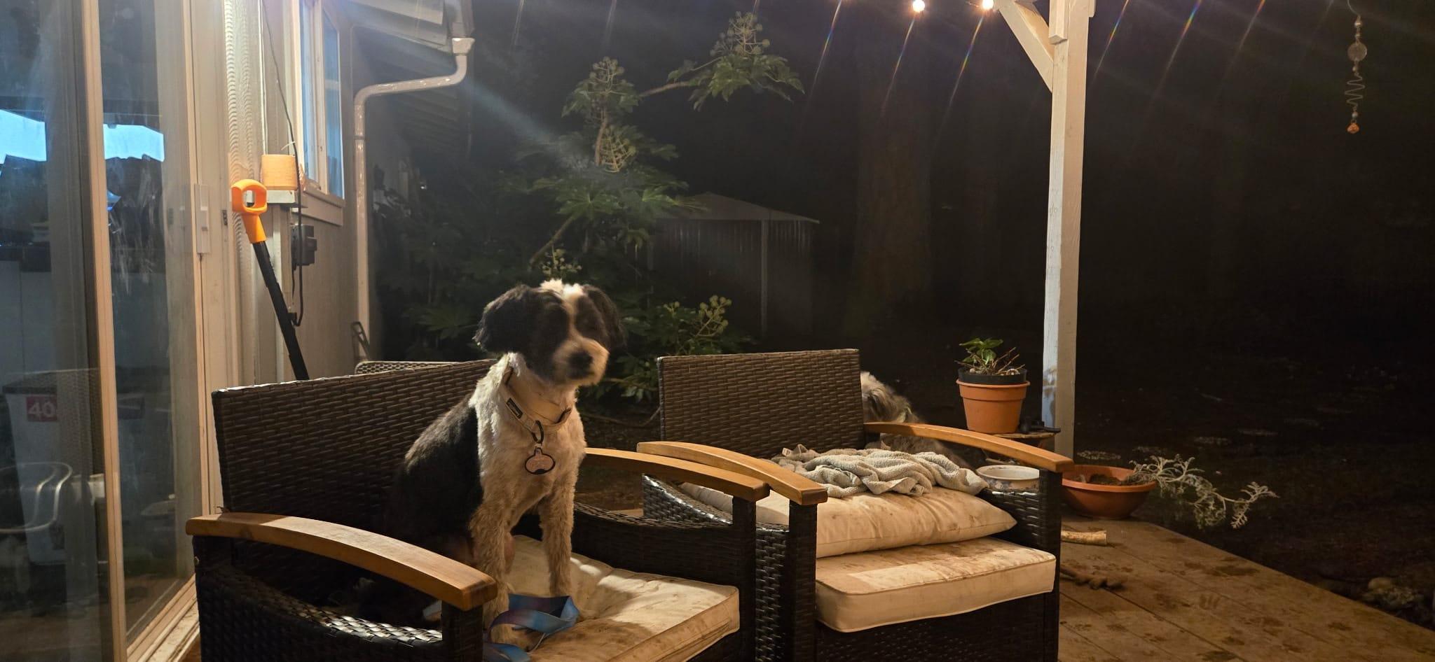 Porter, an adoptable mixed breed in Vancouver, WA image 6/6