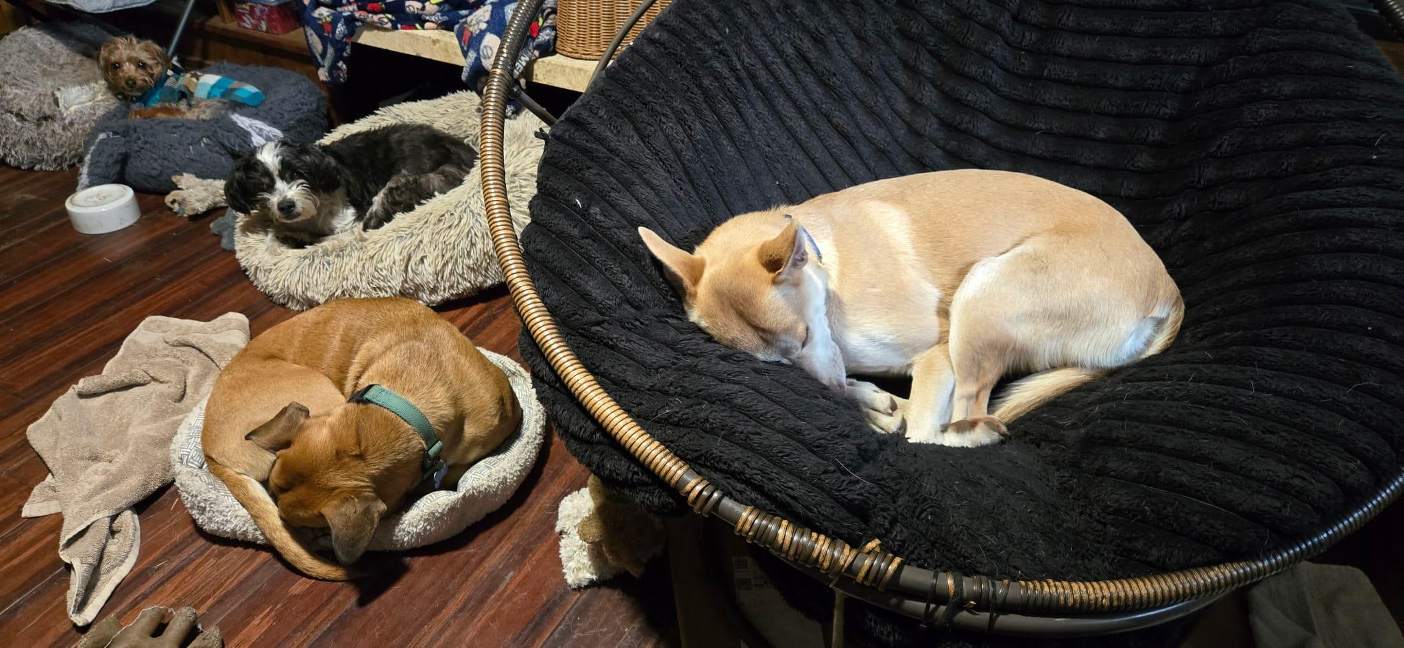 Porter, an adoptable mixed breed in Vancouver, WA image 5/6