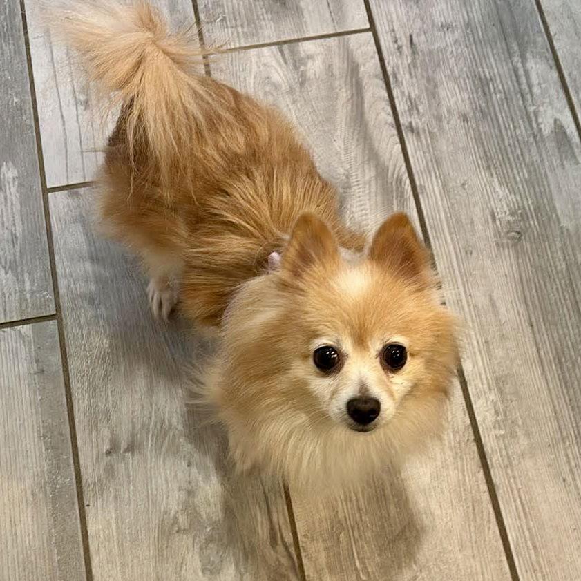 Ruby, Adoptable, Adult Female Pomeranian.