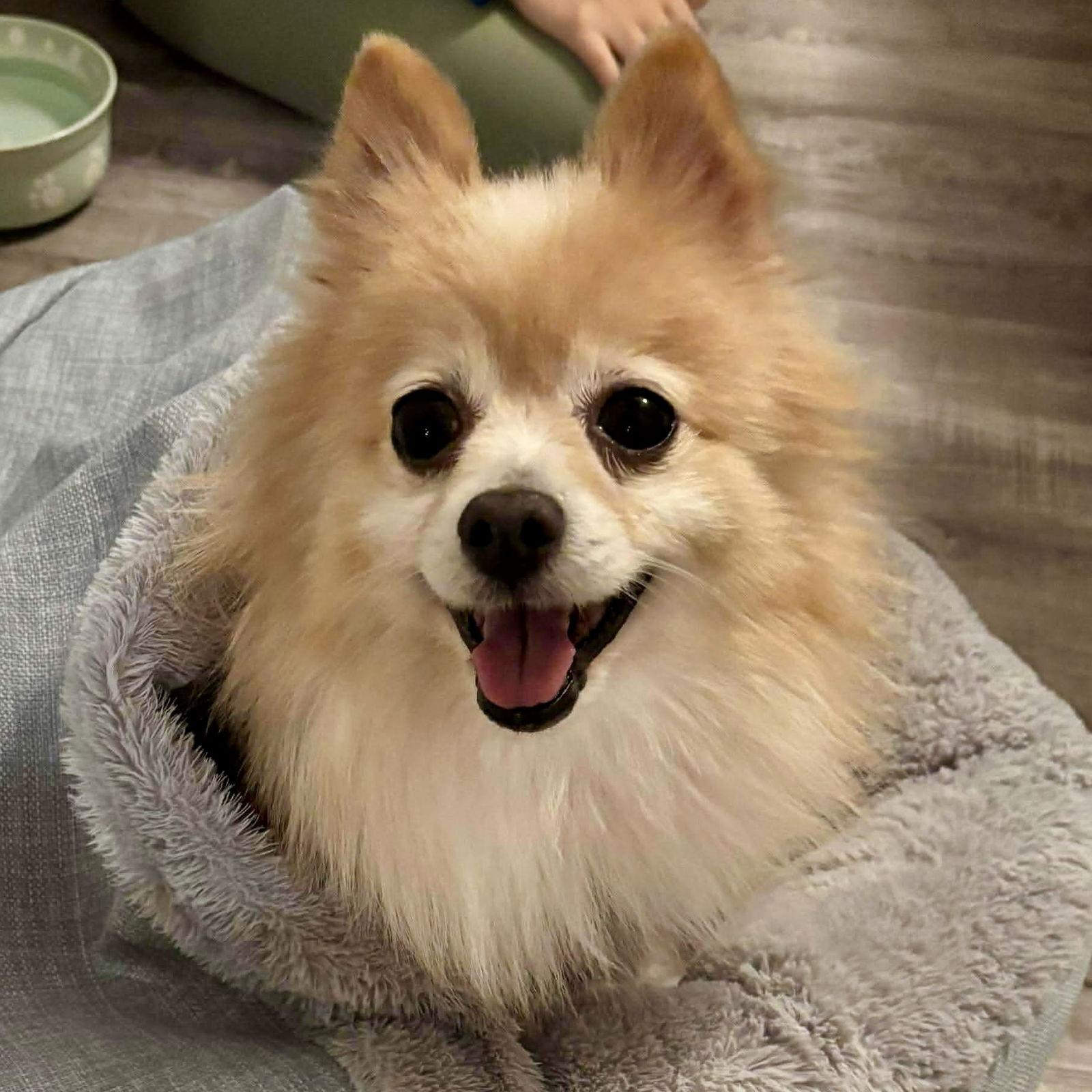 Enlarge Ruby, a Adoptable Pomeranian in Hillsborough , NC image 3/3