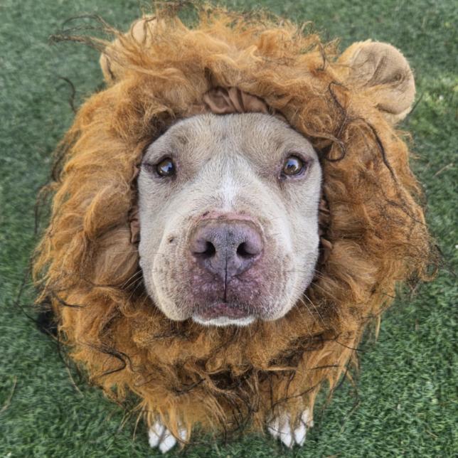 Enlarge Chief, a Adoptable mixed breed in Fort Collins, CO image 2/6