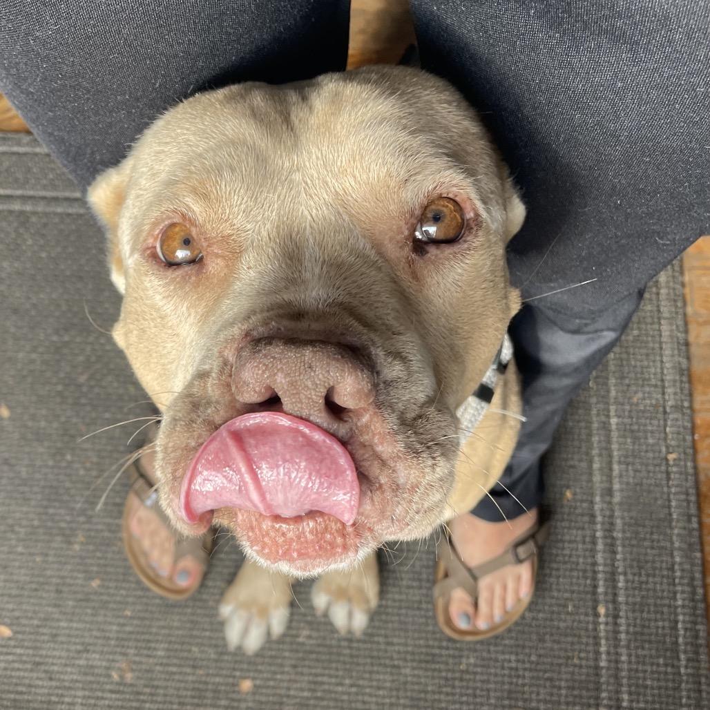 Enlarge Chief, a Adoptable mixed breed in Fort Collins, CO image 3/6