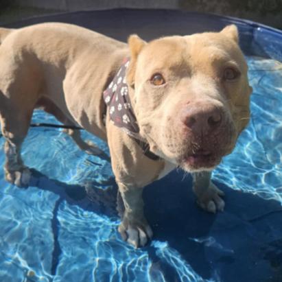 Enlarge Chief, a Adoptable mixed breed in Fort Collins, CO image 4/6