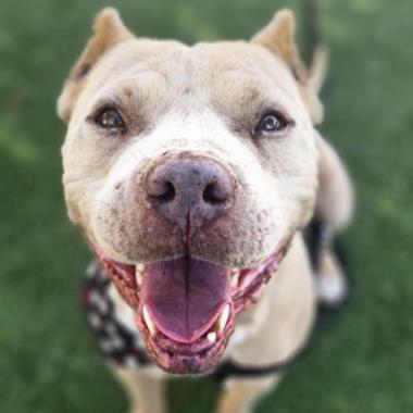 Enlarge Chief, a Adoptable mixed breed in Fort Collins, CO image 5/6