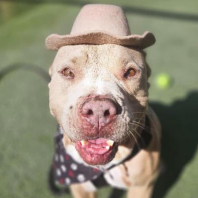 Enlarge Chief, a Adoptable mixed breed in Fort Collins, CO image 6/6