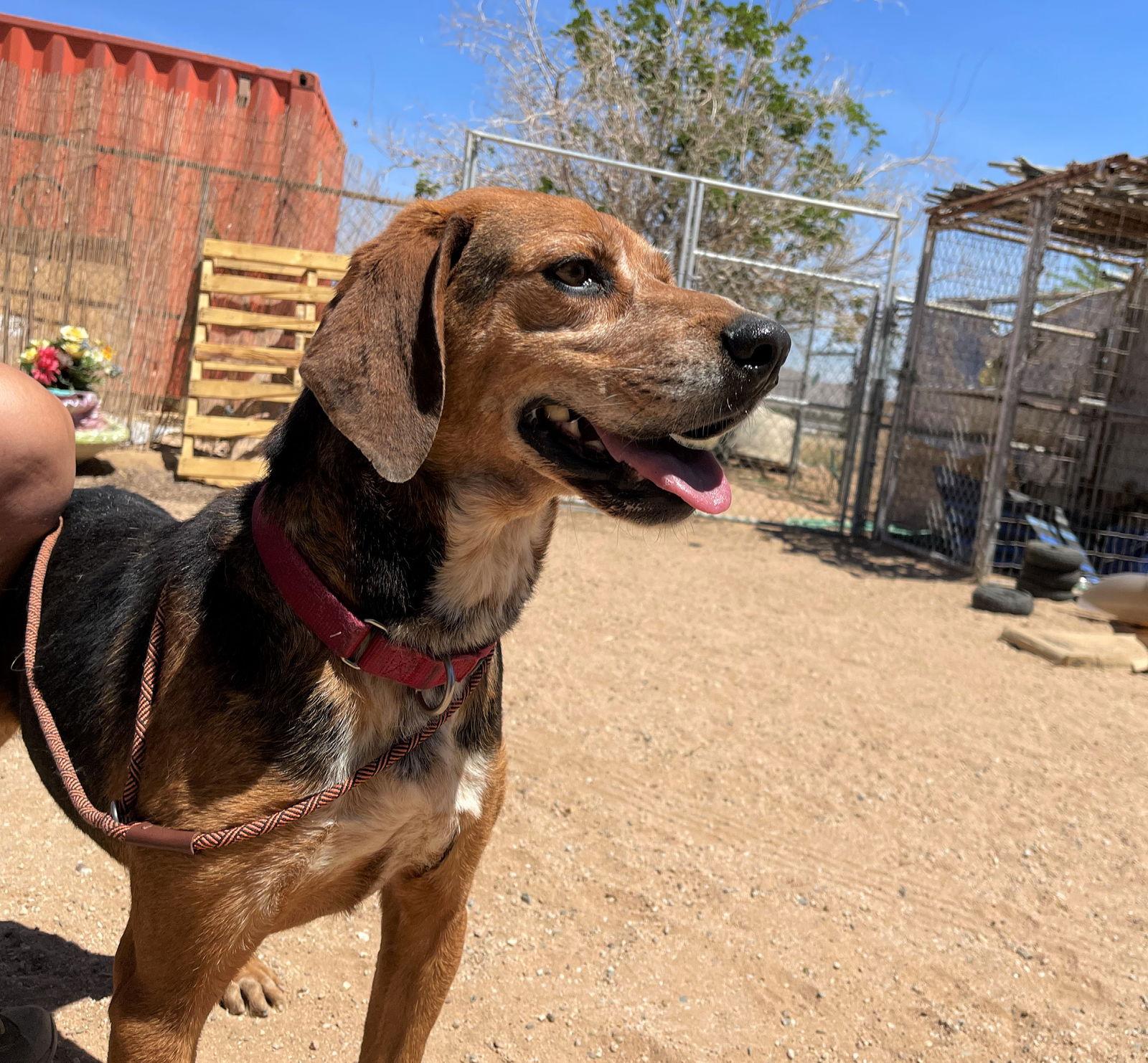 Laney -, Adoptable, Senior Male Coonhound & Treeing Walker Coonhound.