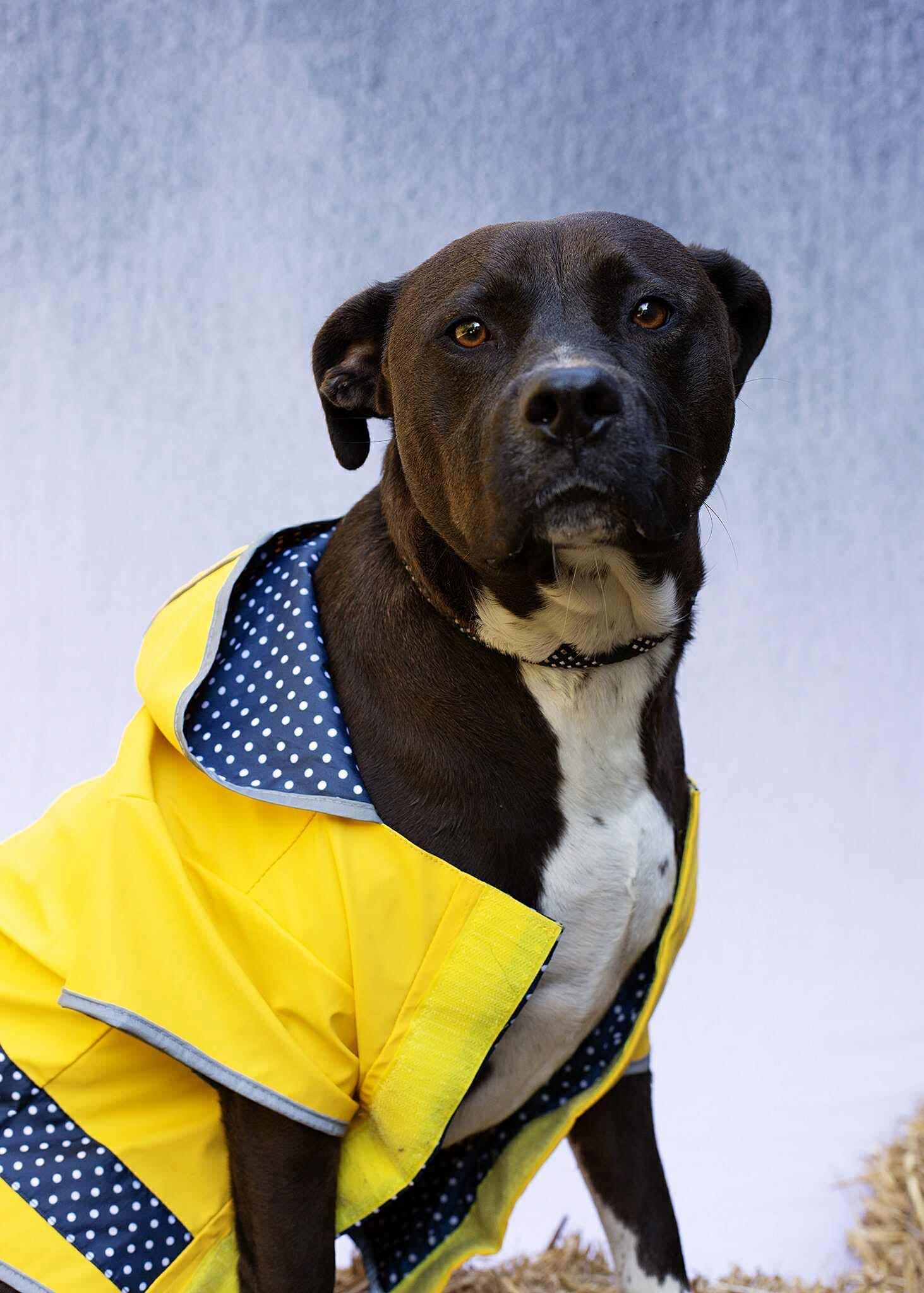 Mavis Mae, Adoptable, Adult Female Australian Cattle Dog / Blue Heeler.