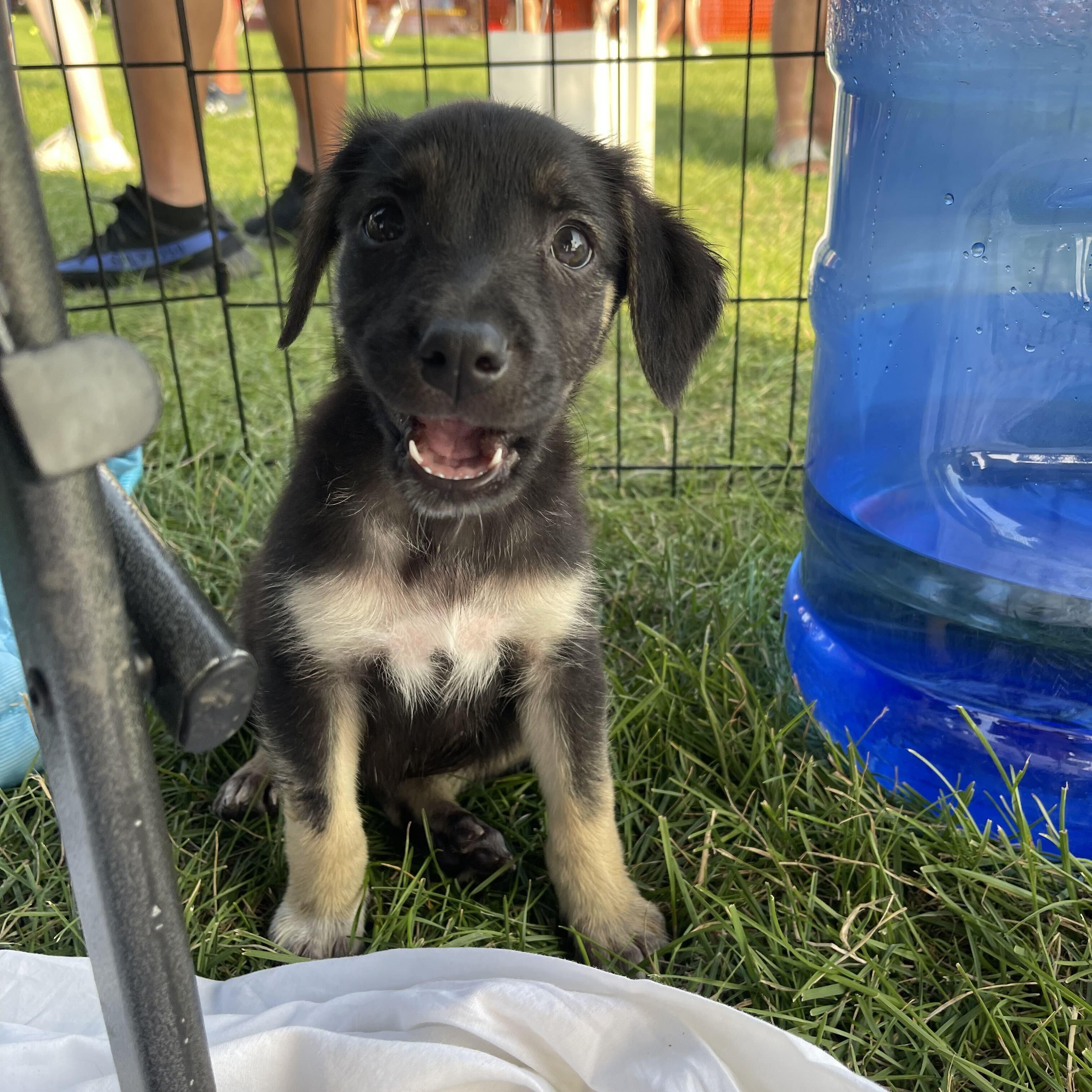 Enlarge Lita, a Adoptable mixed breed in Addison, IL image 2/6