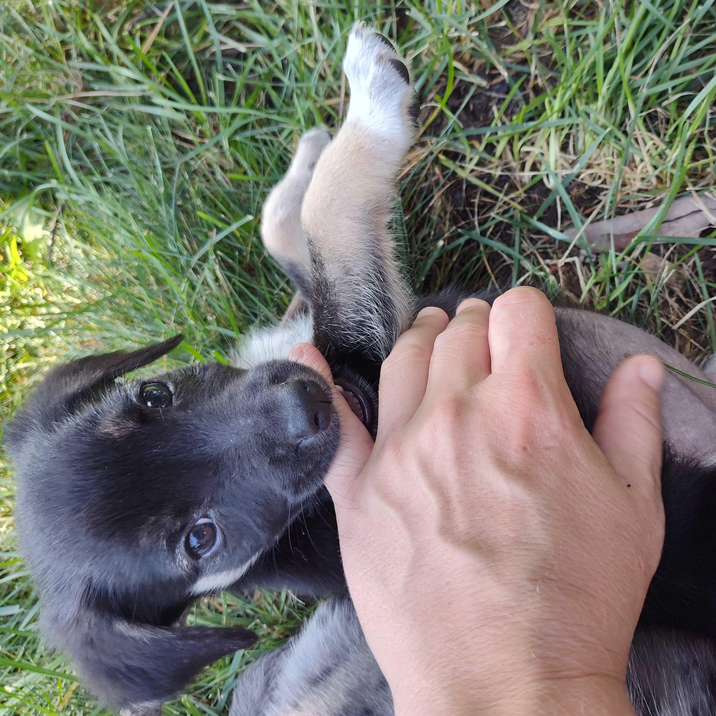 Lita, Adoptable, Puppy Female Australian Cattle Dog / Blue Heeler.