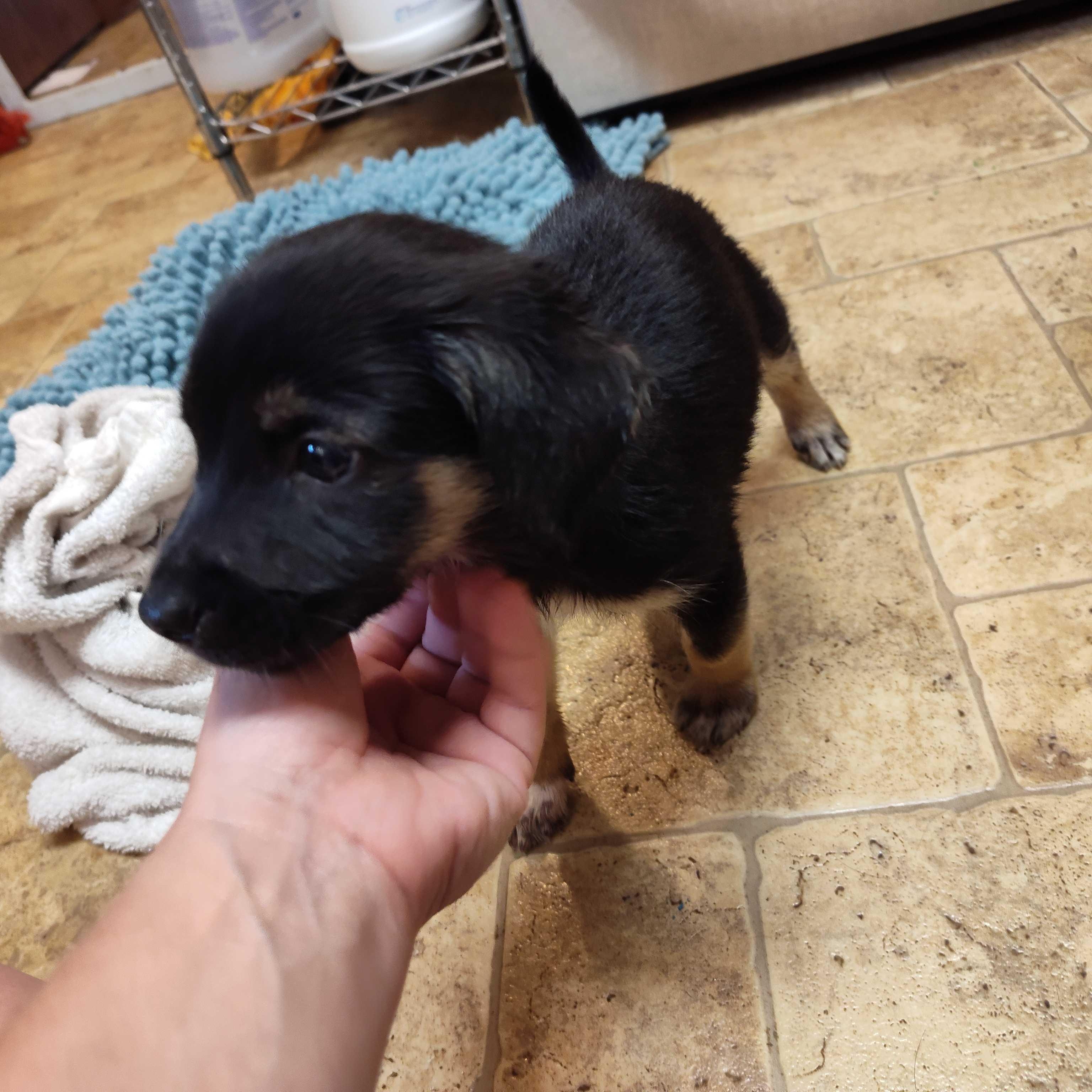 Enlarge Lita, a Adoptable Australian Cattle Dog / Blue Heeler in Addison, IL image 5/5