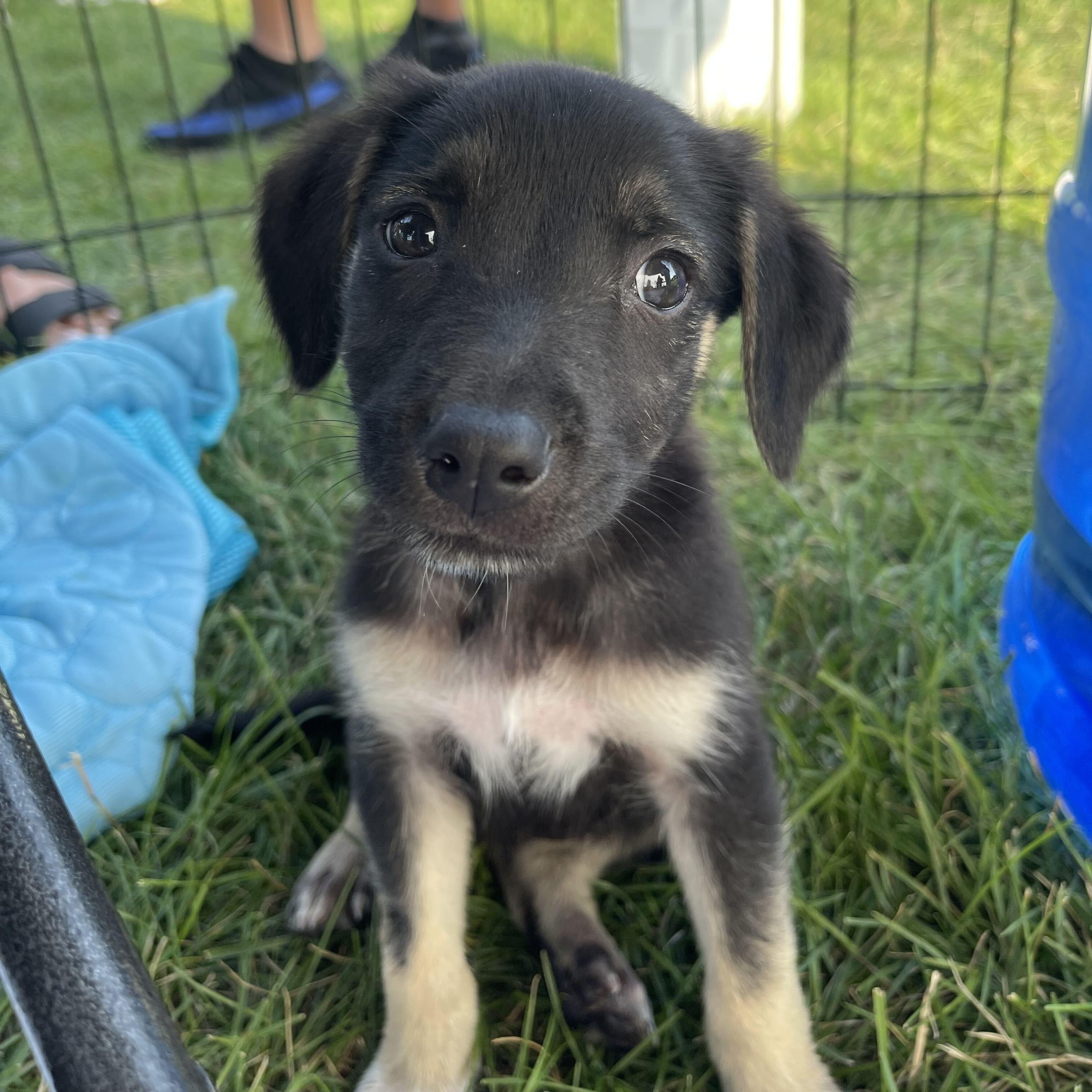 Lita, Adoptable, Puppy Female Australian Shepherd.