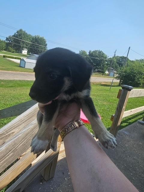 Puppy 4, Adoptable, Puppy Female Australian Cattle Dog / Blue Heeler.