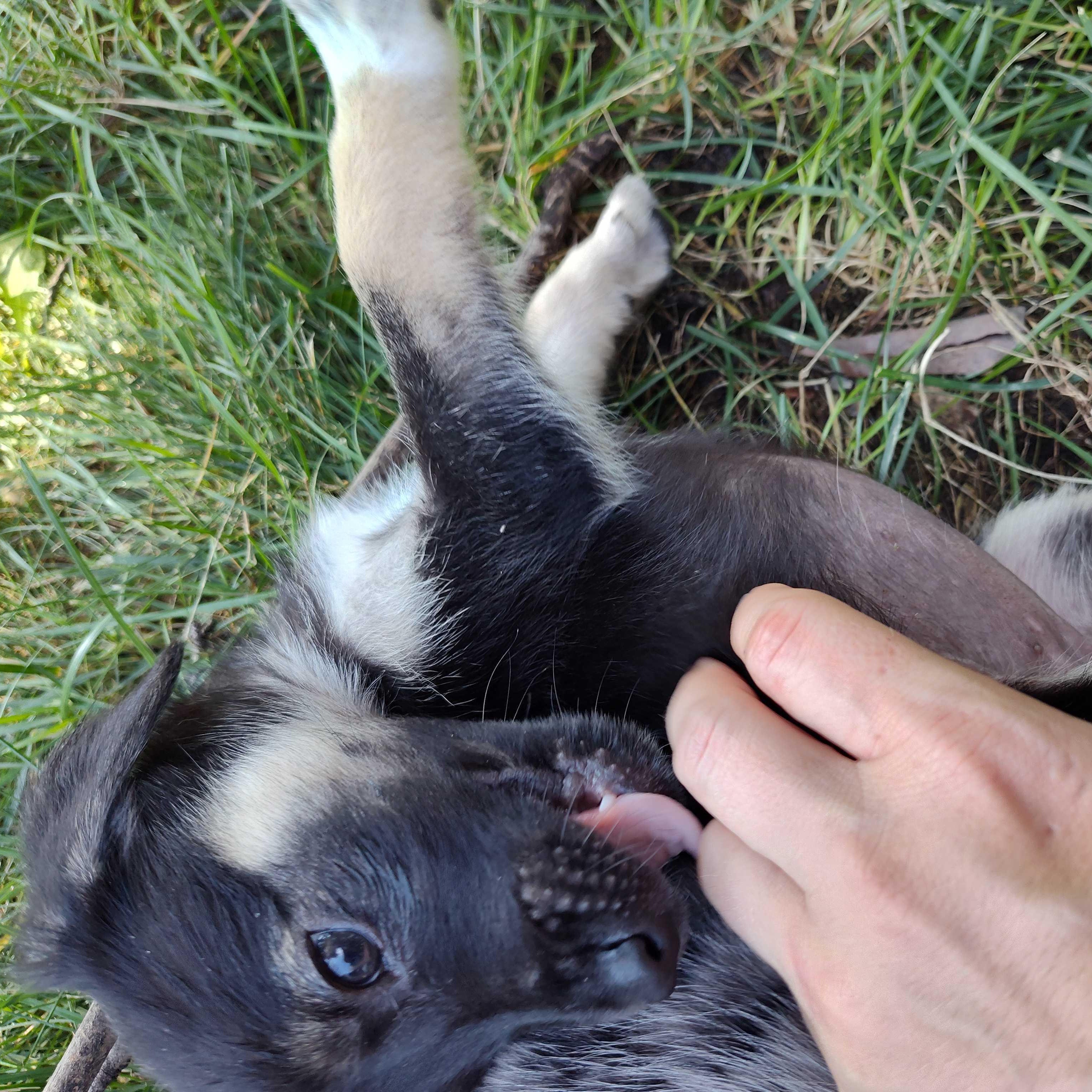 Enlarge Lita, a Adoptable Australian Cattle Dog / Blue Heeler in Addison, IL image 3/5