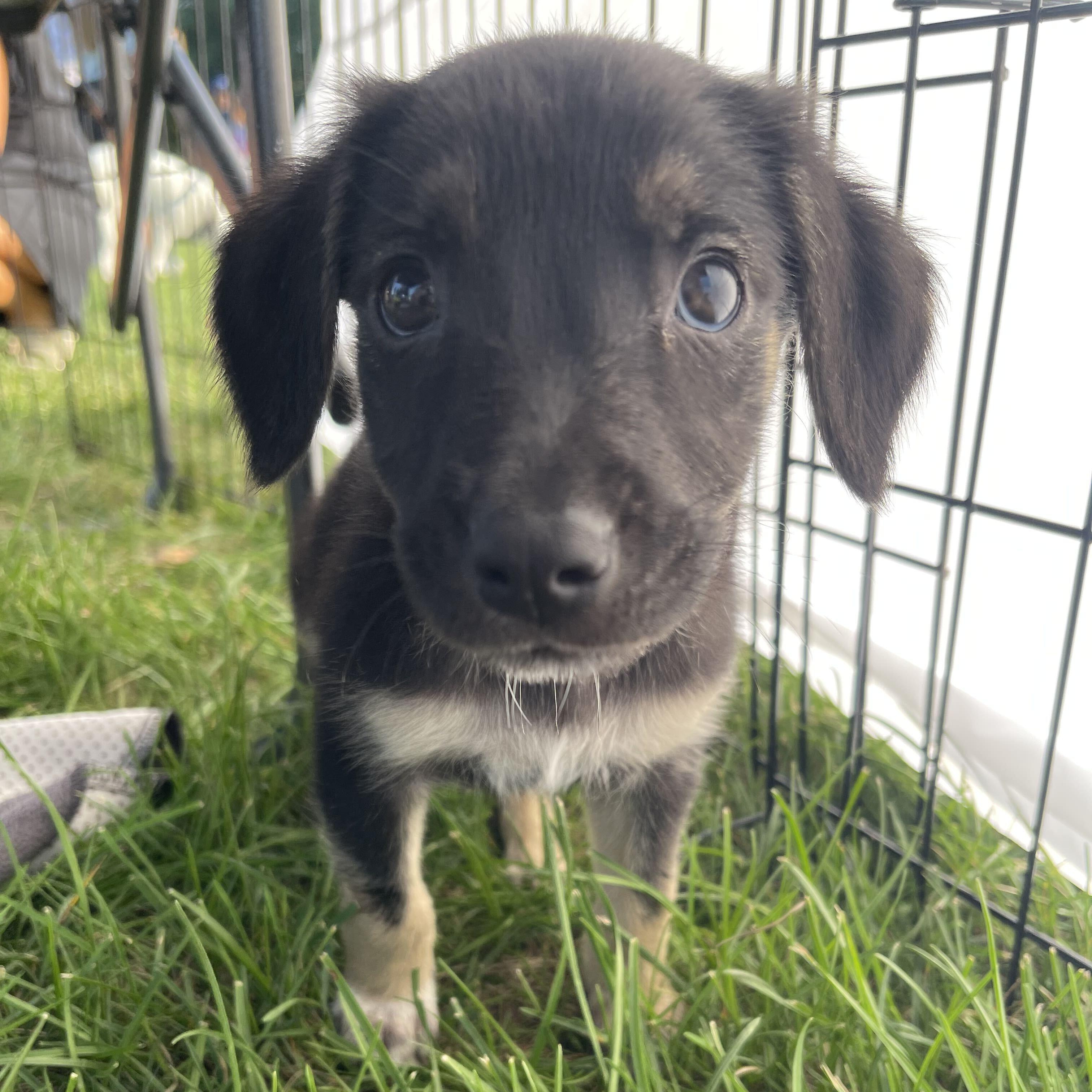 Enlarge Lita, a Adoptable mixed breed in Addison, IL image 4/6