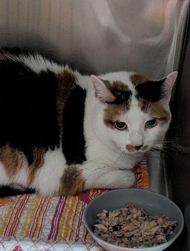 Chloe, Adoptable, Senior Female Calico & Domestic Short Hair.