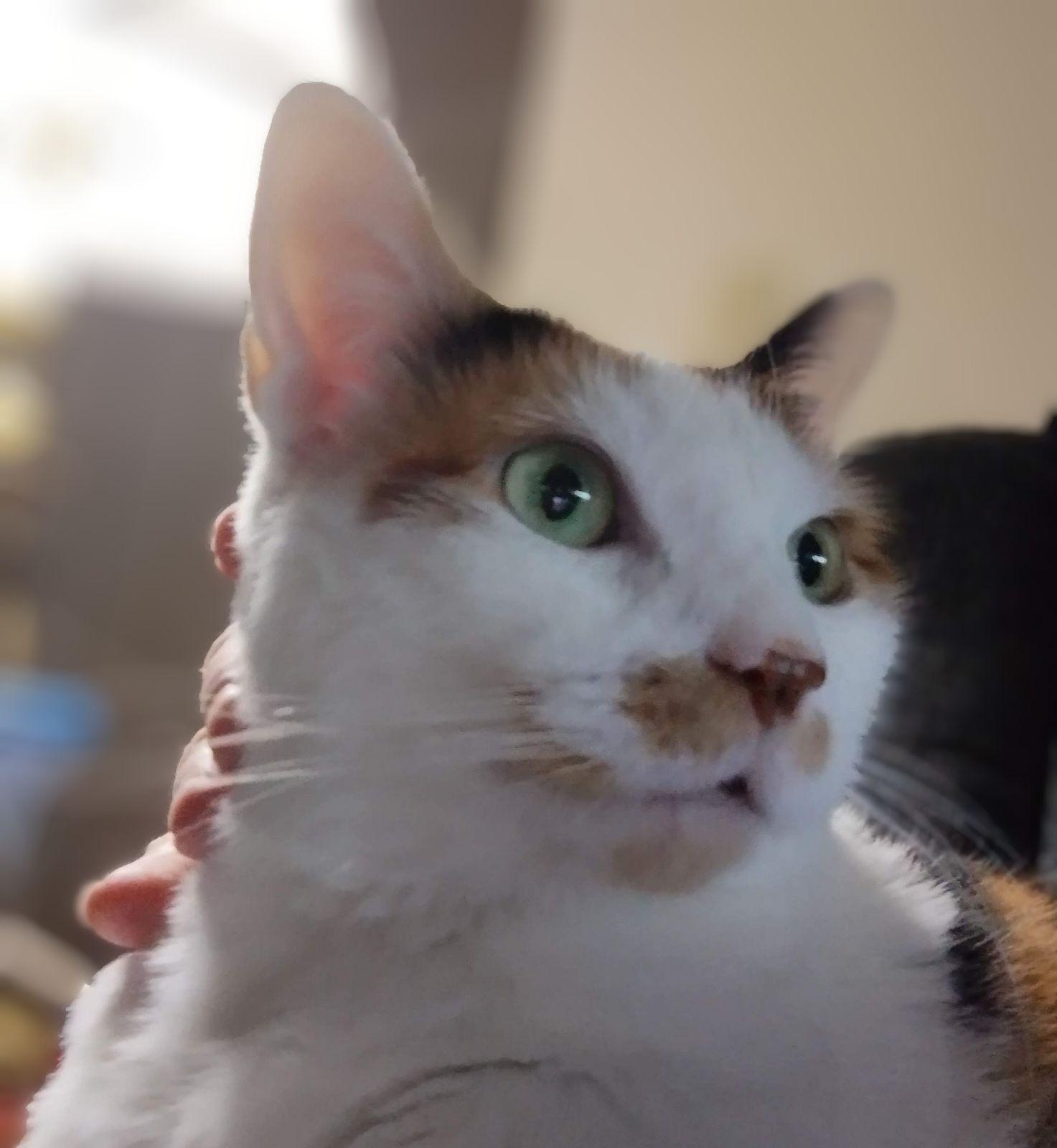 Enlarge Chloe, a Adoptable mixed breed in Ocala, FL image 2/2