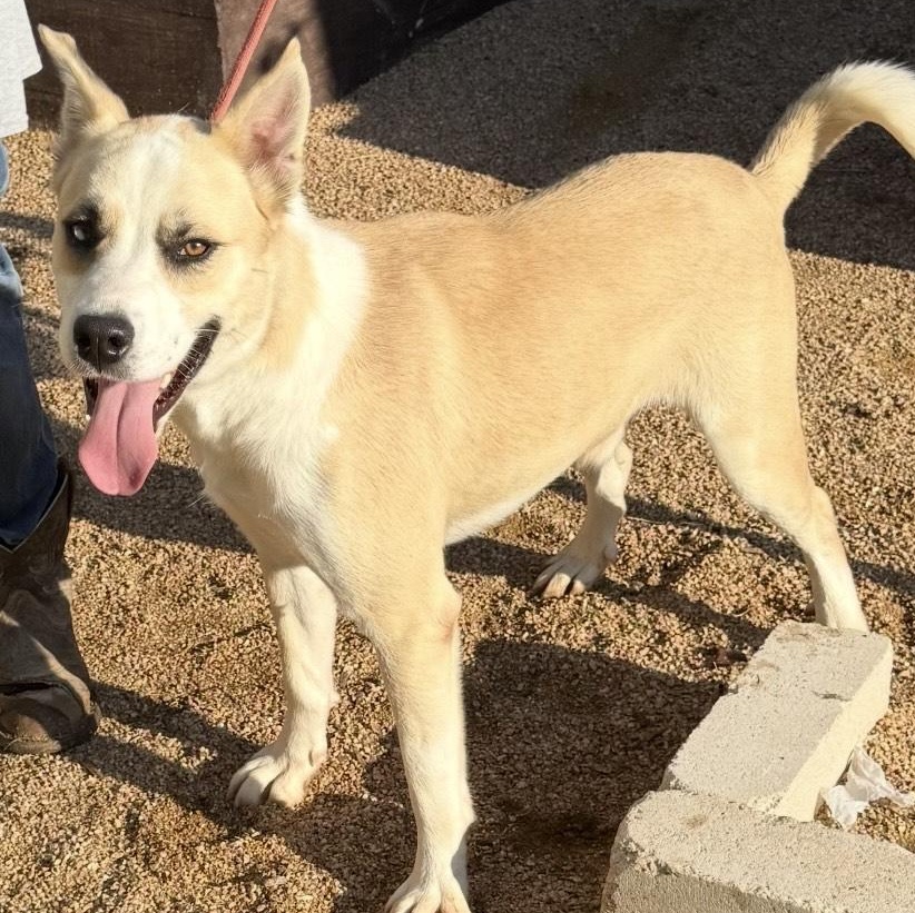 Enlarge Winter, a Adoptable mixed breed in Marshfield , WI image 4/4