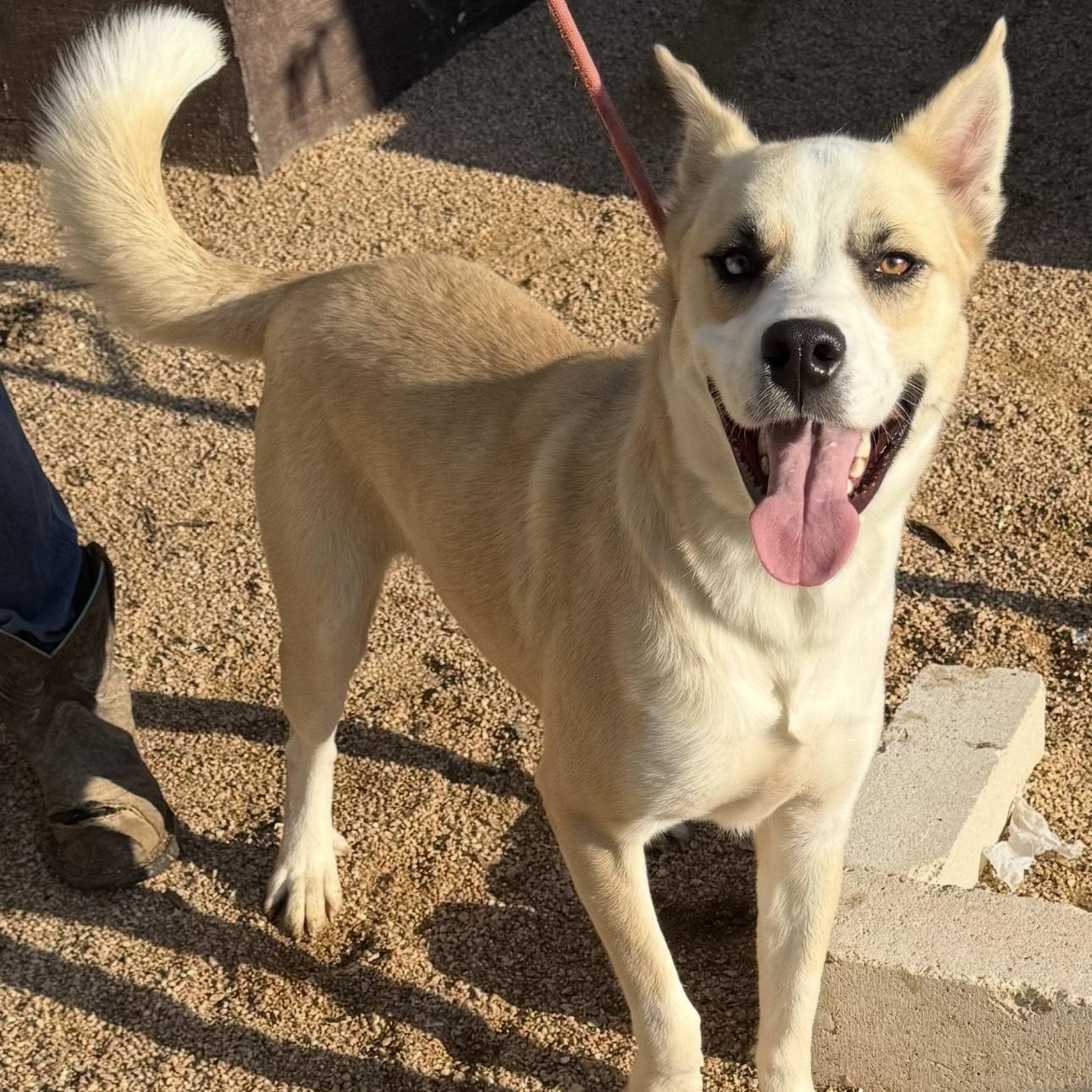 Enlarge Winter, a Adoptable mixed breed in Marshfield , WI image 2/4