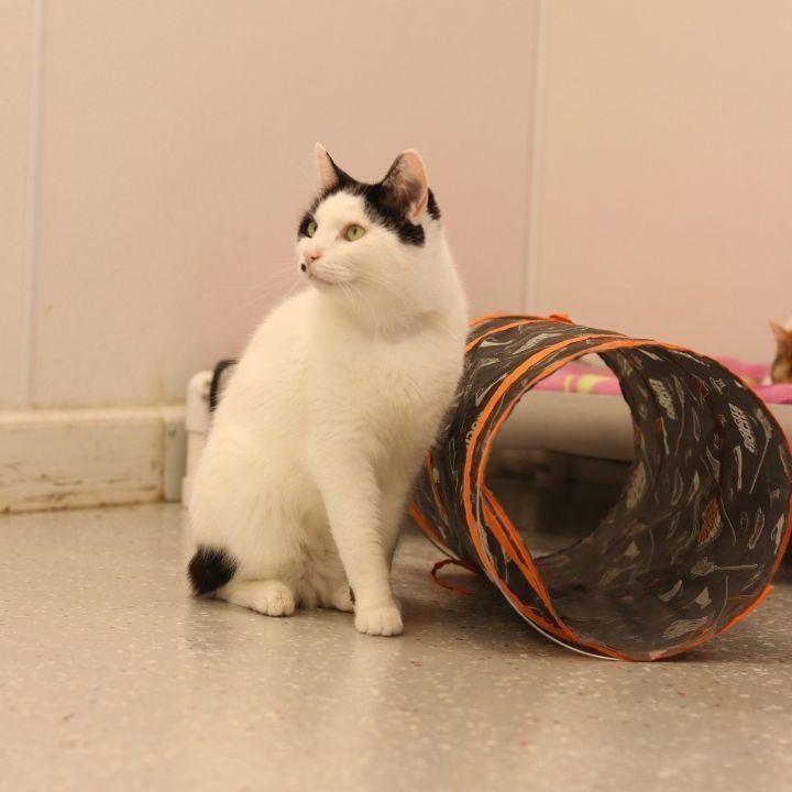 Luke, Adoptable, Adult Male Domestic Short Hair.