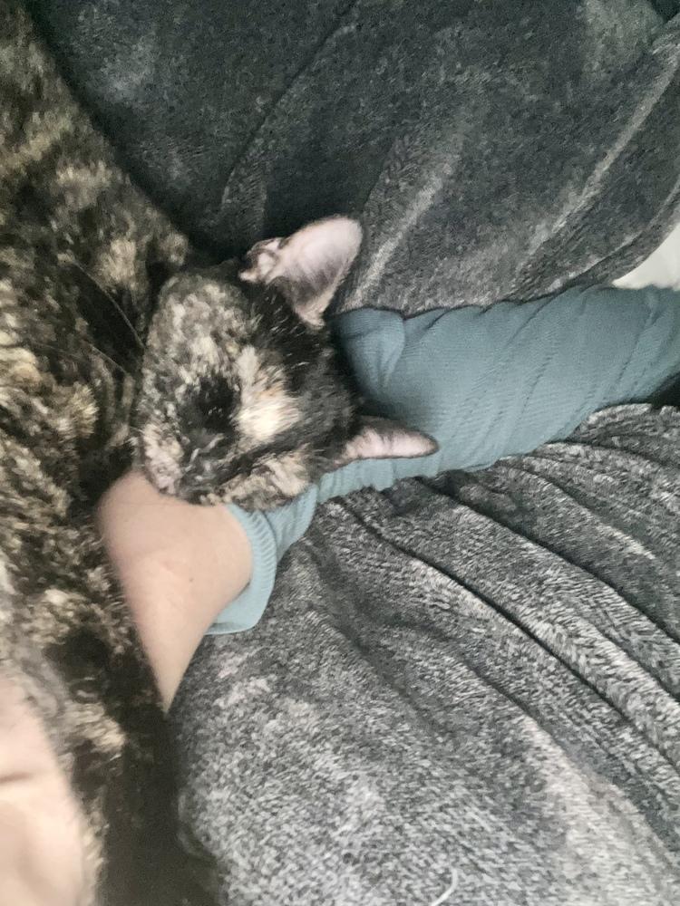 Frappuccino, Adoptable, Adult Female Domestic Short Hair.