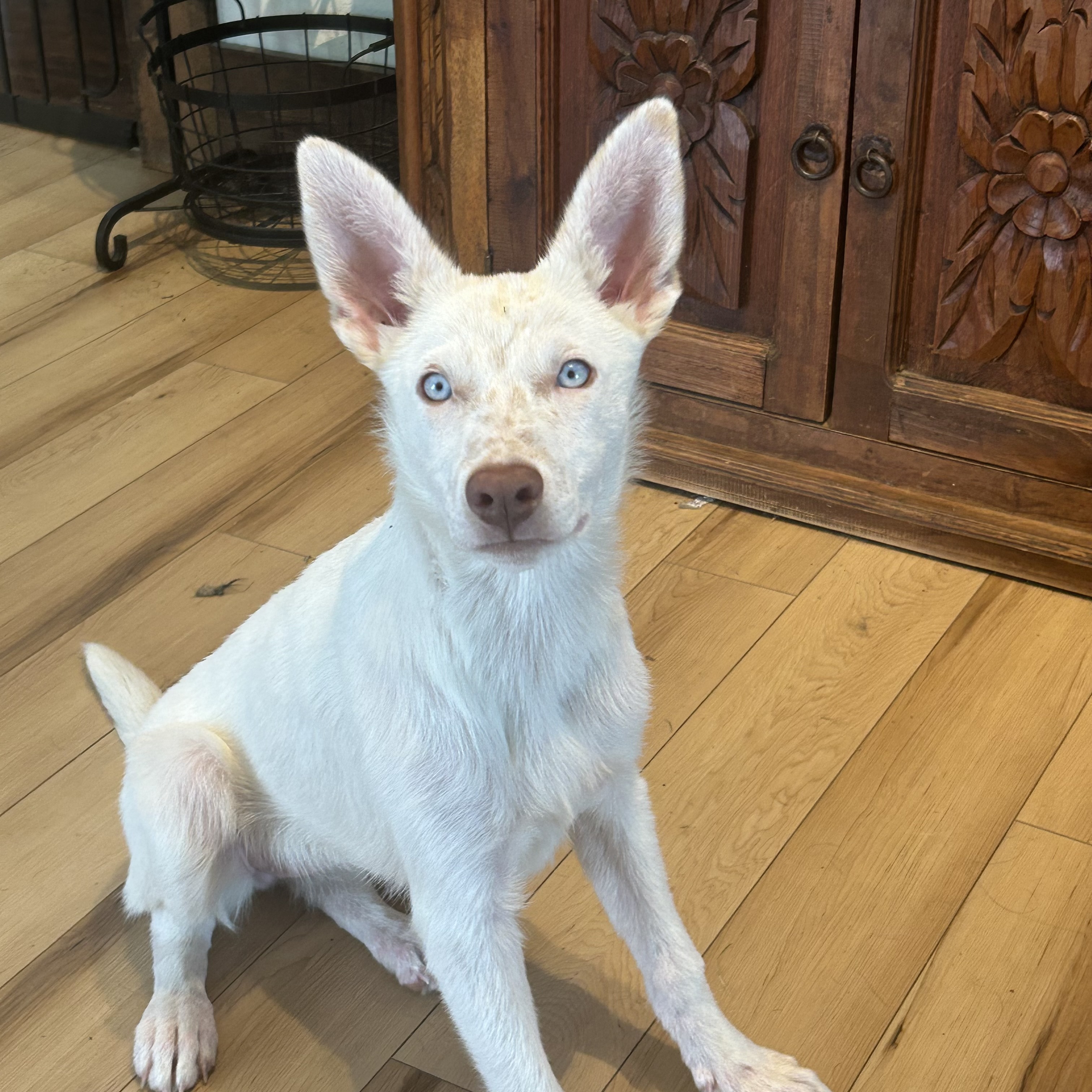 Dog for adoption Romy, a German Shepherd Dog in Nixa, MO Petfinder