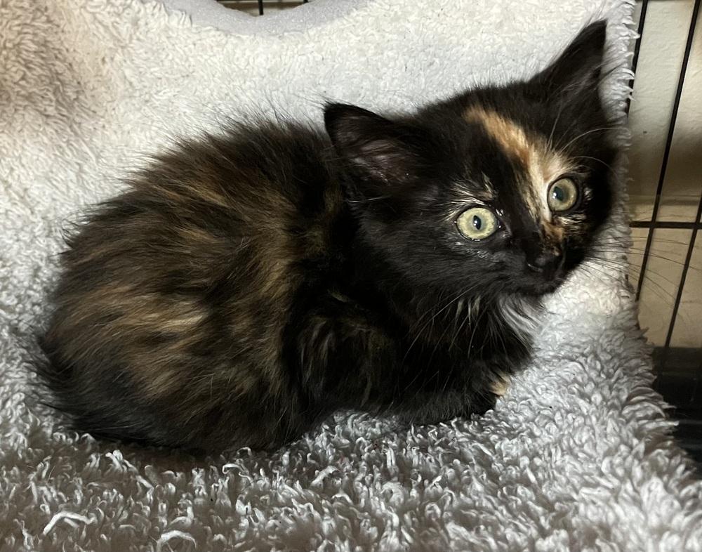 Jade, Adoptable, Kitten Female Domestic Short Hair.