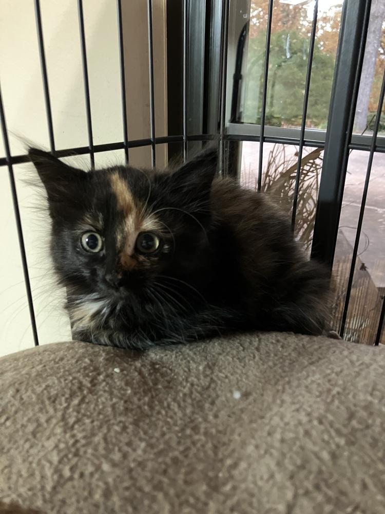 Enlarge Jade, a Adoptable Domestic Short Hair in Little Rock, AR image 2/3