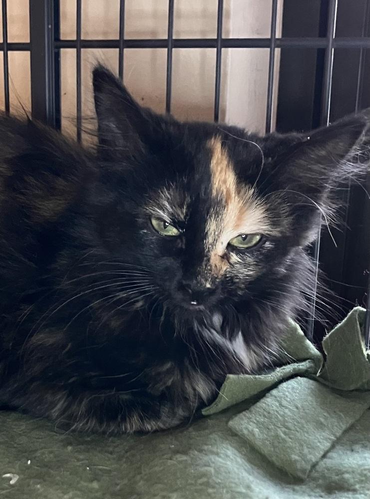 Enlarge Jade, a Adoptable Domestic Short Hair in Little Rock, AR image 3/3