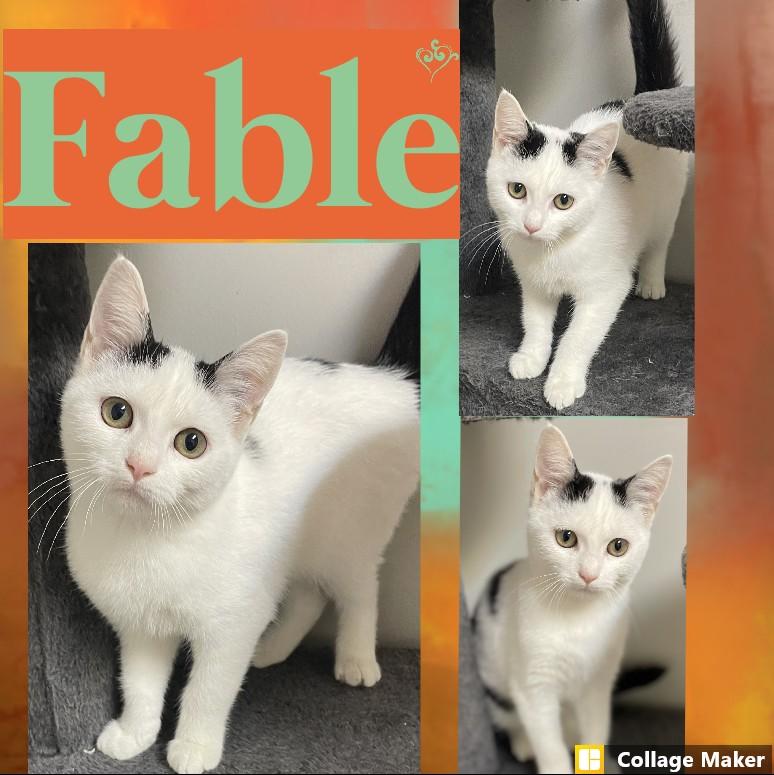 Fable, Adoptable, Kitten Male Domestic Short Hair.