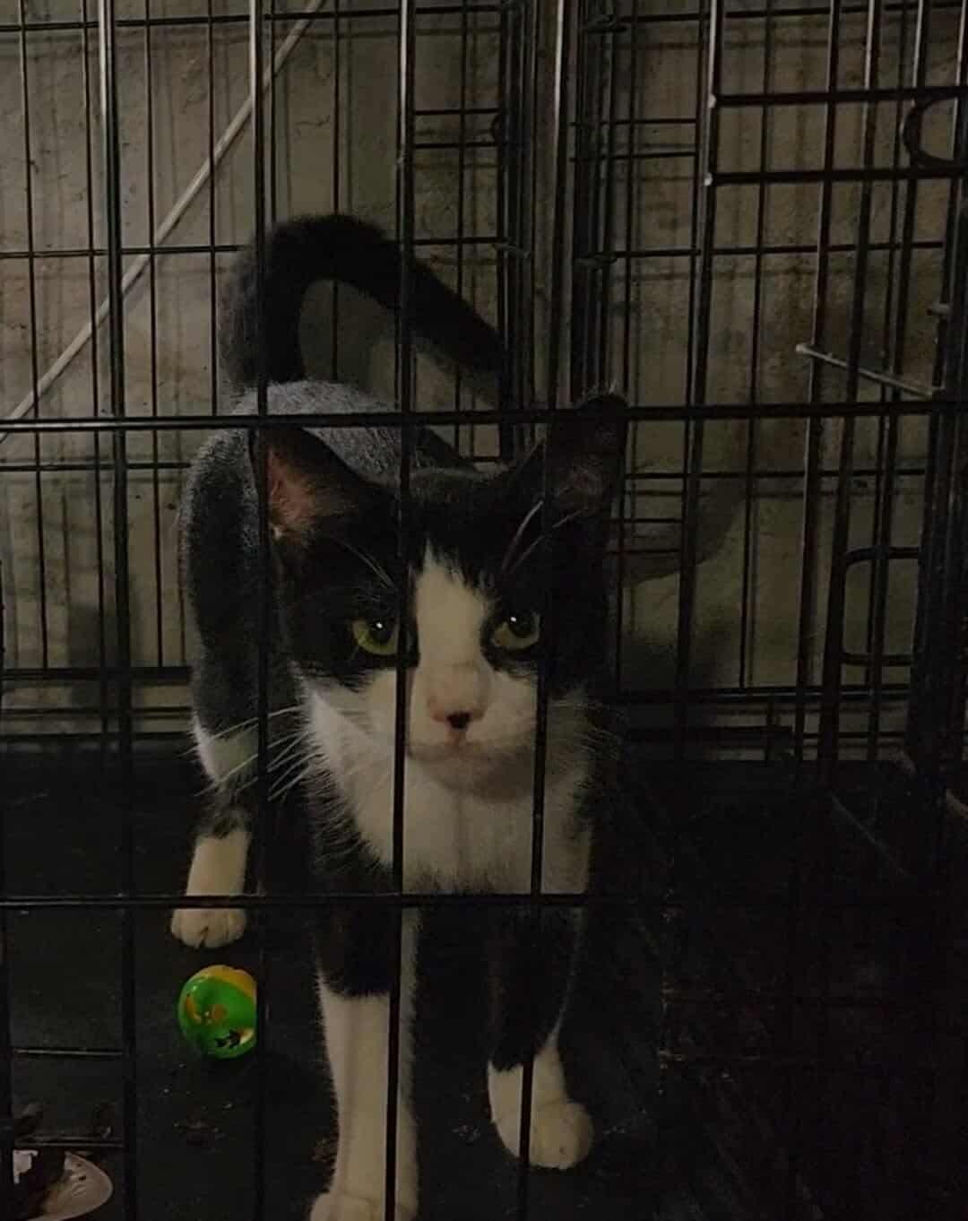 Mama Blaze, Adoptable, Young Female Domestic Short Hair.