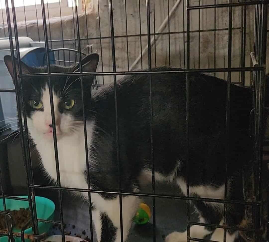 Mama Blaze, a Adoptable Domestic Short Hair in Manchester, CT image 2/3