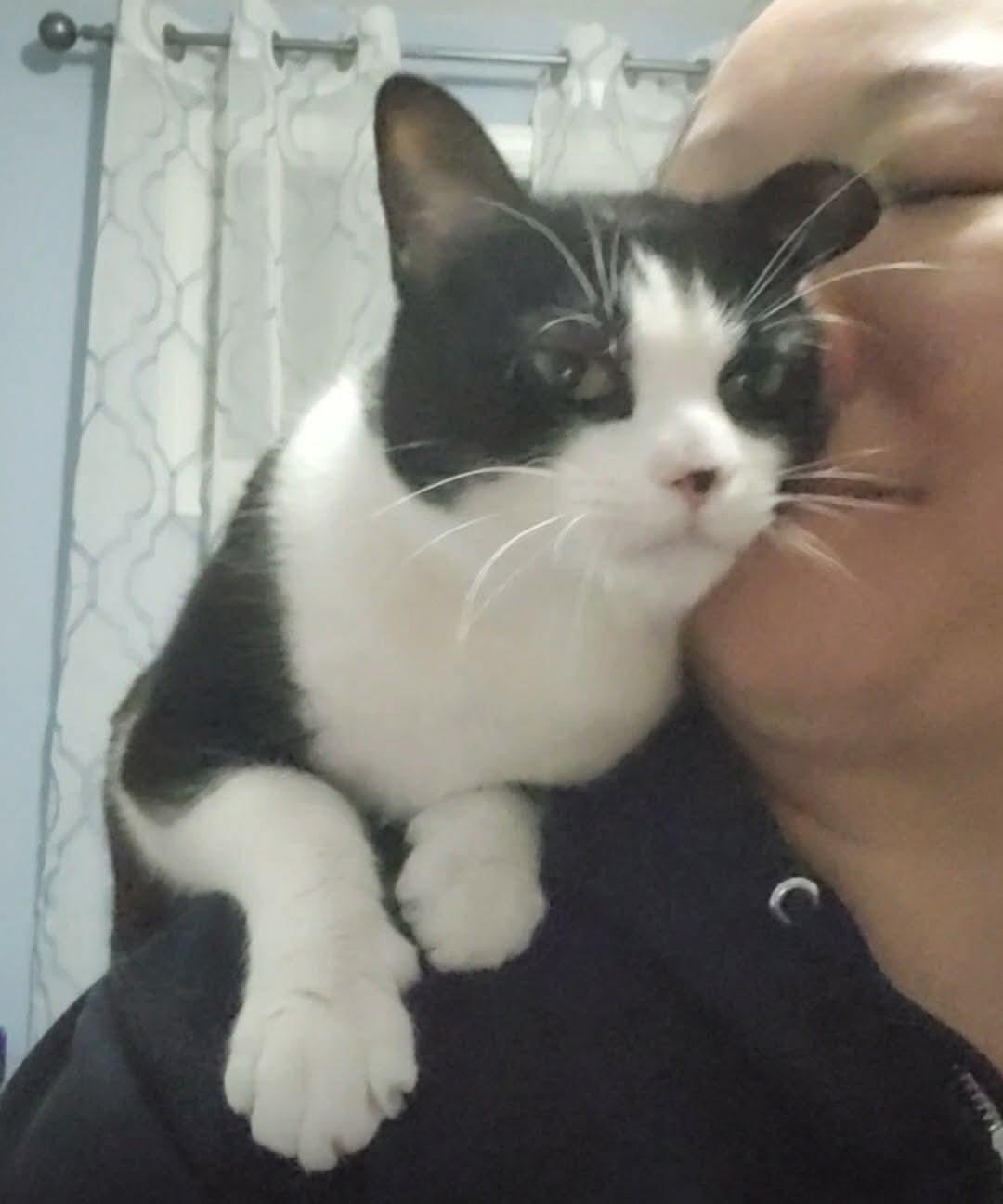 Mama Blaze, a Adoptable Domestic Short Hair in Manchester, CT image 1/6