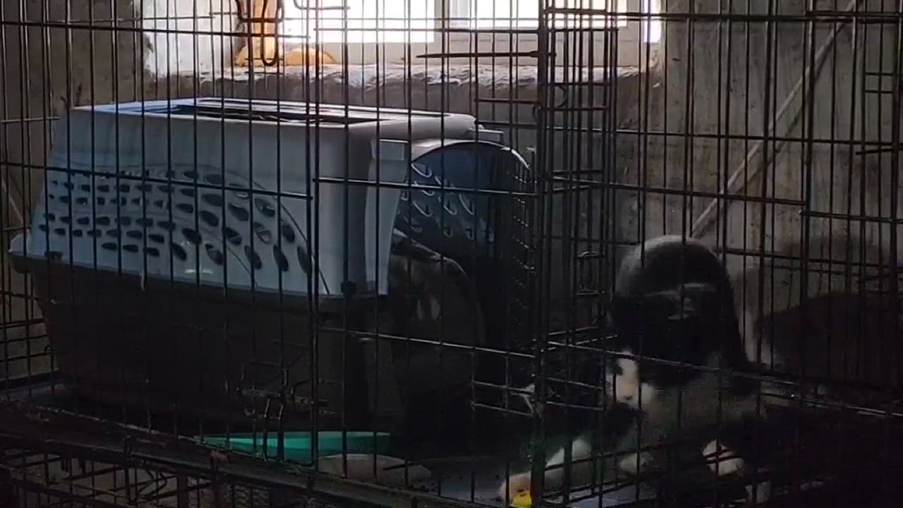 Enlarge Mama Blaze, a Adoptable Domestic Short Hair in Manchester, CT video 3/3