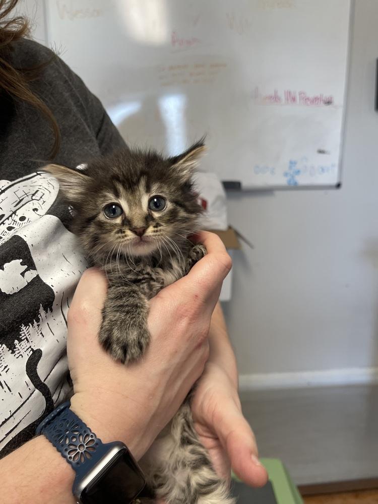 Zia, Adopted, Kitten Female Domestic Short Hair.