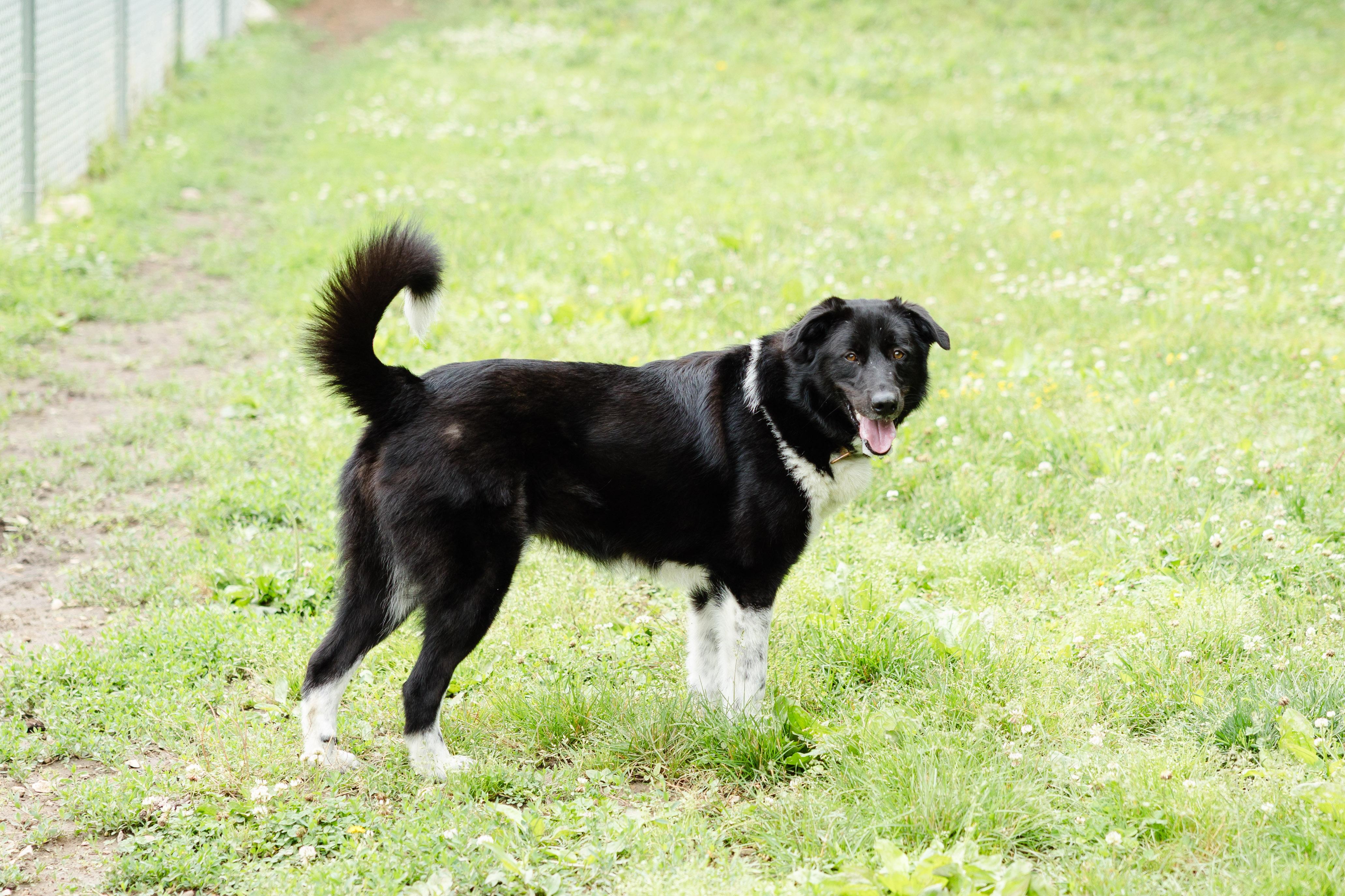 Enlarge Charlie, a ADOPTABLE mixed breed in Newburgh, IN image 2/4