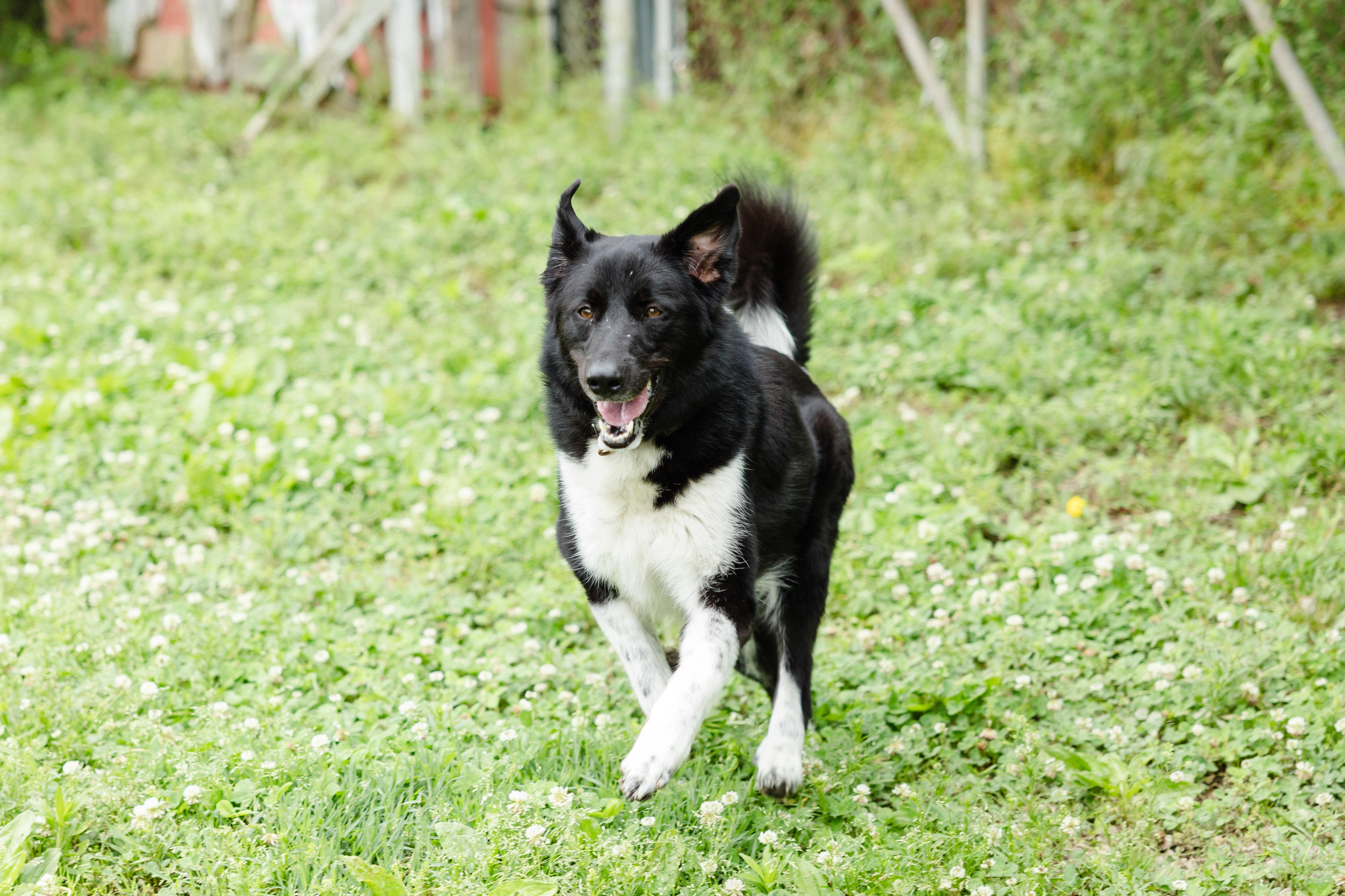 Enlarge Charlie, a ADOPTABLE mixed breed in Newburgh, IN image 3/4