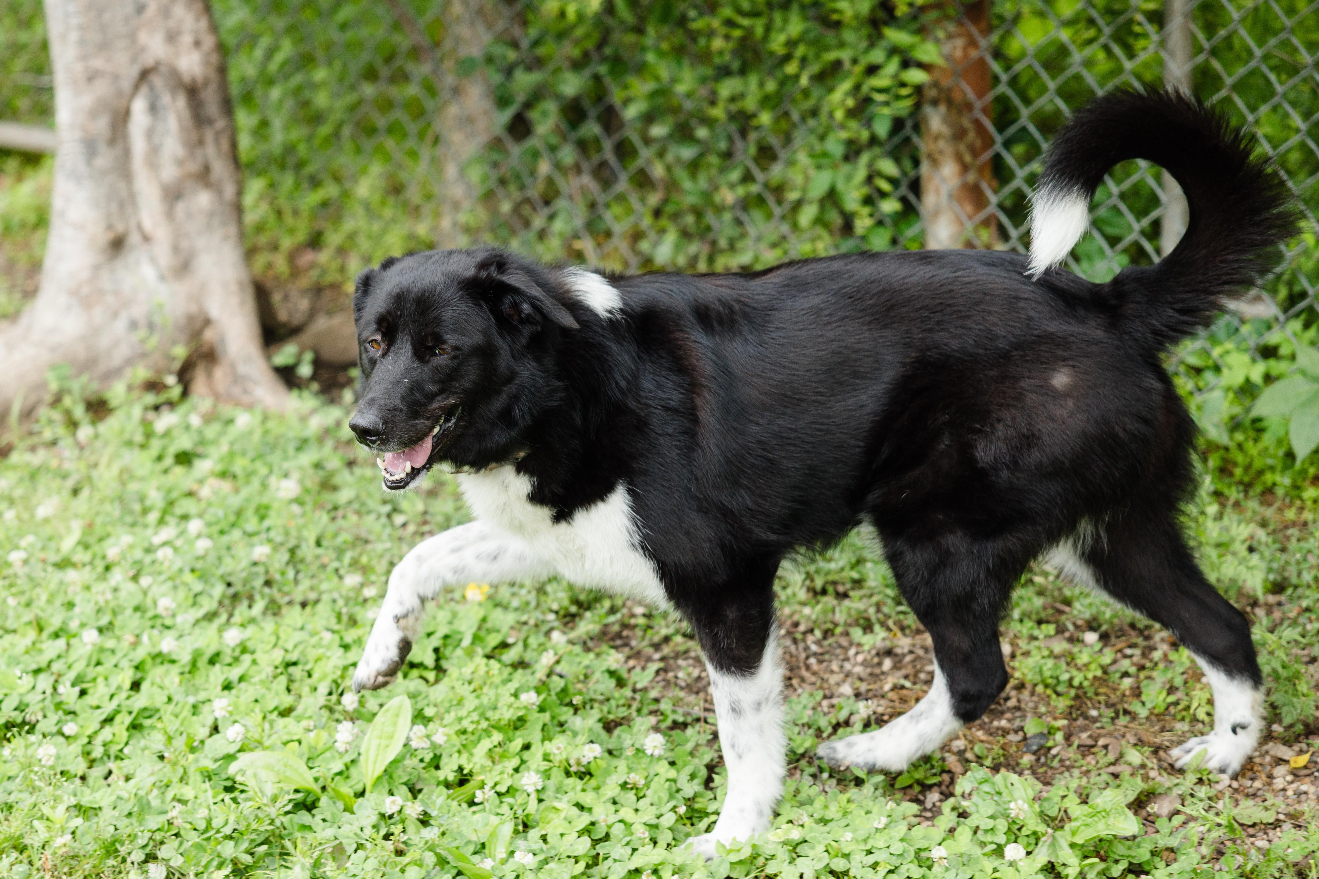 Enlarge Charlie, a ADOPTABLE mixed breed in Newburgh, IN image 4/4