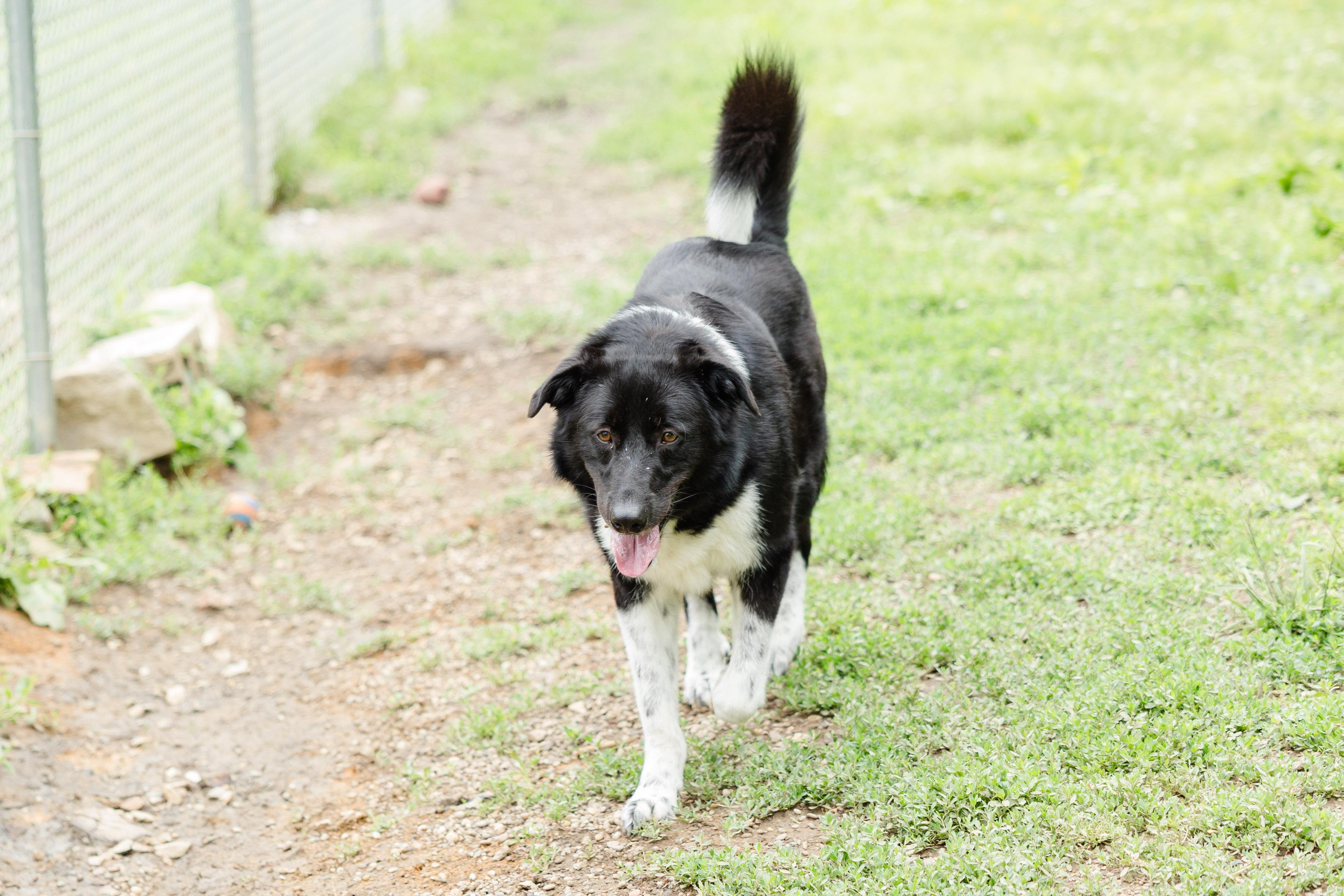 Charlie, ADOPTABLE, Adult Female Border Collie.