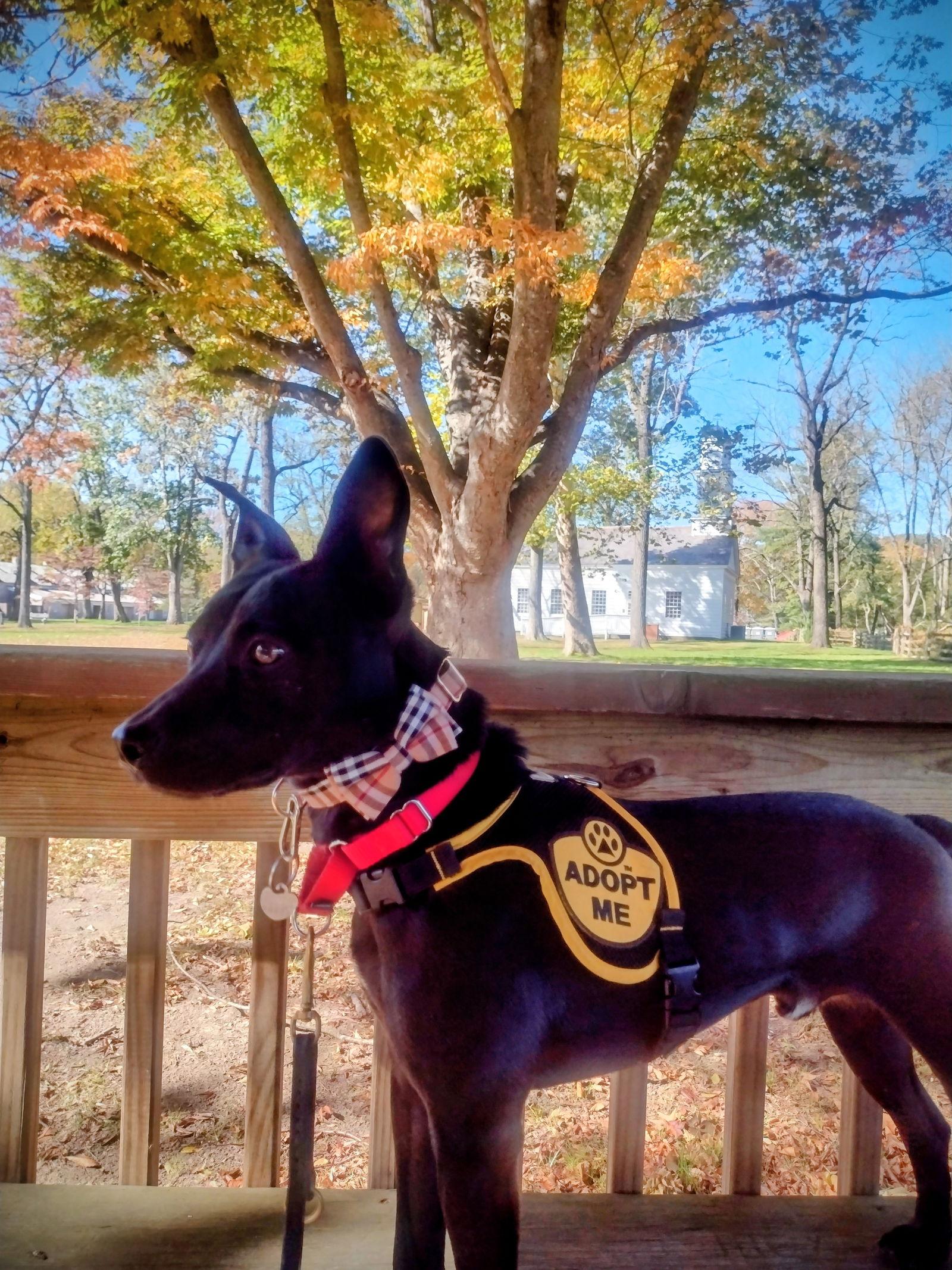 Pete, Adoptable, Adult Male Terrier.