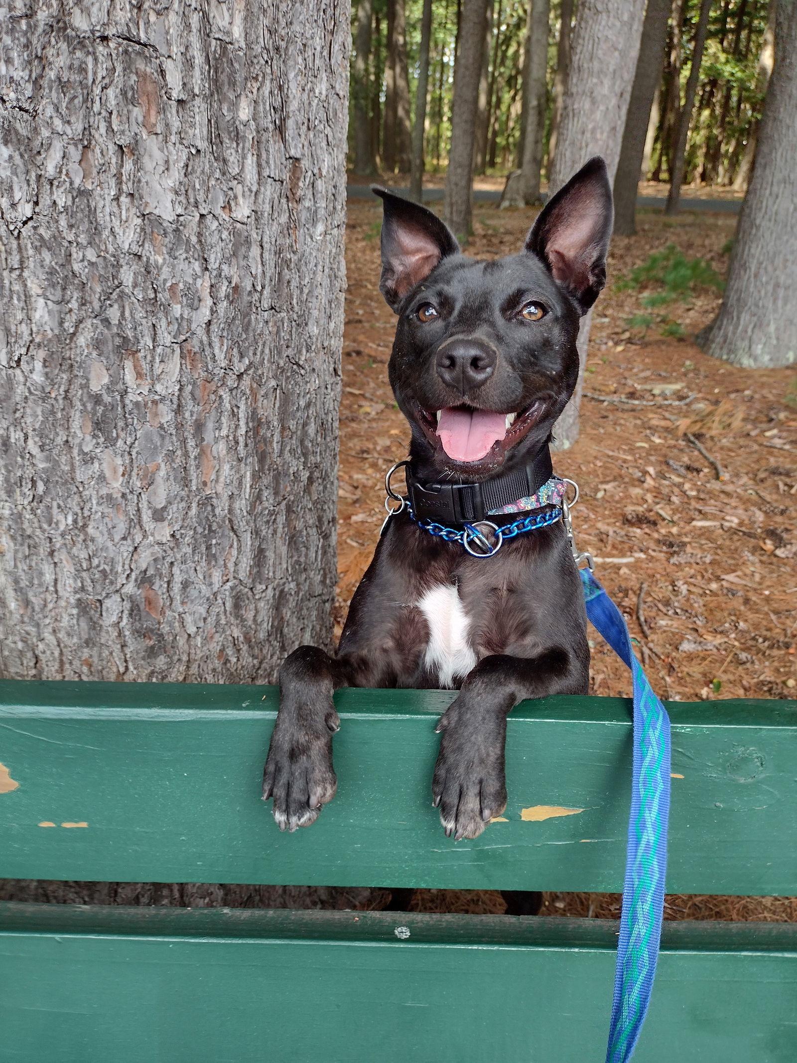 Enlarge Pete, a Adoptable Terrier in Brick, NJ image 3/3