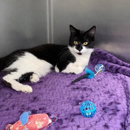 Enlarge Checkers, a ADOPTABLE mixed breed in Tinley Park, IL image 2/6