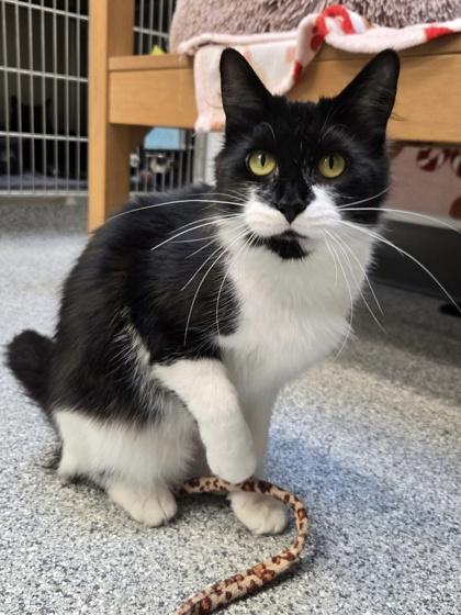 Enlarge Checkers, a ADOPTABLE mixed breed in Tinley Park, IL image 5/6