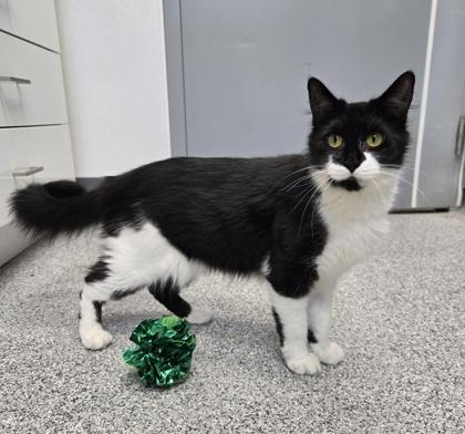 Enlarge Checkers, a ADOPTABLE mixed breed in Tinley Park, IL image 4/6