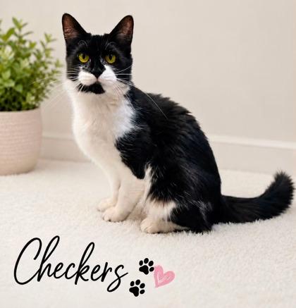 Enlarge Checkers, a ADOPTABLE mixed breed in Tinley Park, IL image 1/6