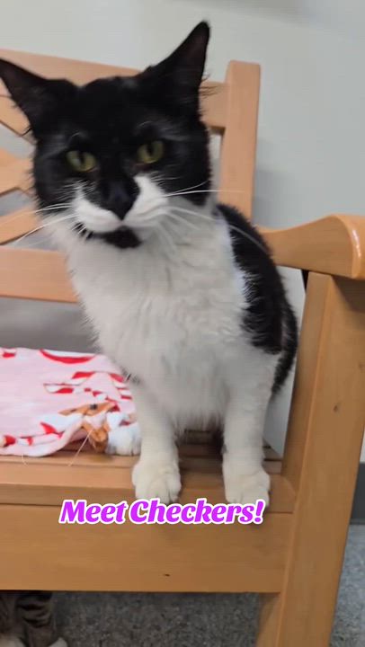 Enlarge Checkers, a ADOPTABLE mixed breed in Tinley Park, IL video 6/6